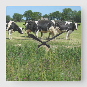 Horloge photo vaches