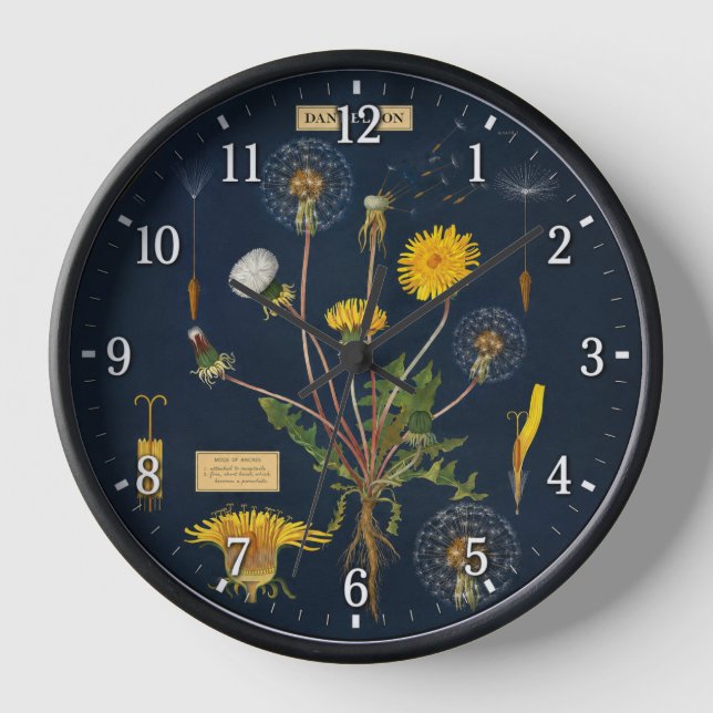 Horloge Pissenlits - Botanique (Recto)