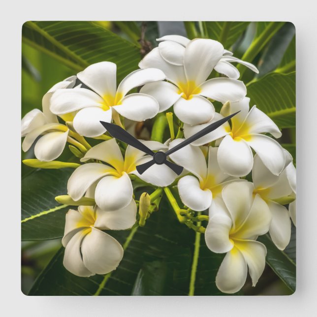 Horloge Plumeria de l'île Exotique (Recto)