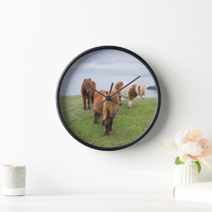Horloge Poney Shetland dans un pâturage près de hautes fal