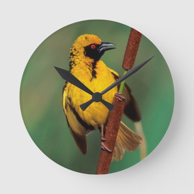 Horloge Ronde A Village Weaver calling while perched on a reed (Recto)