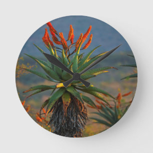 Horloge Ronde Aloès des montagnes (Aloe Marlothii Berger) 2