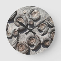ammonites fossiles multiples du Lower Lias