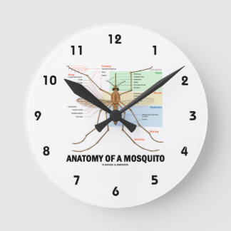 Horloge Ronde Anatomie D'Un Moustique (Entomologie)