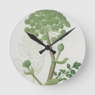Horloge Ronde Angélique officinale Archangelica de 'Phytographi