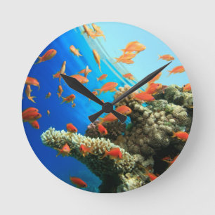 Horloge Ronde Anthias de Lyretail sur le récif coralien