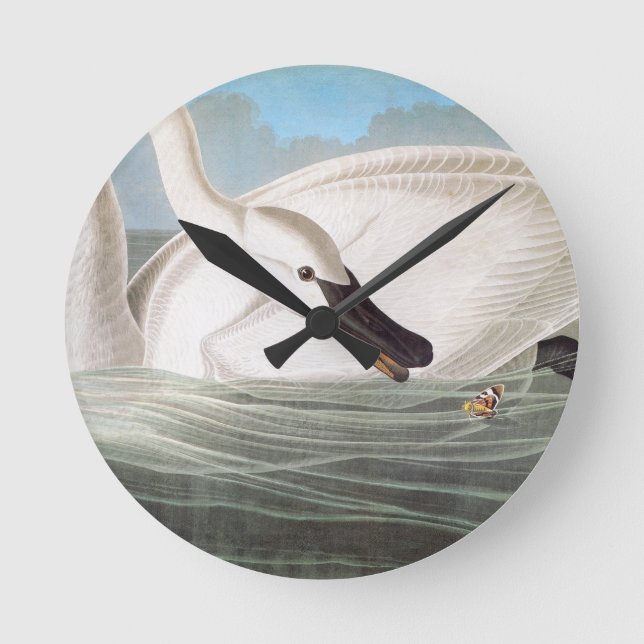 Horloge Ronde Audubon : Cygne trompette (Recto)