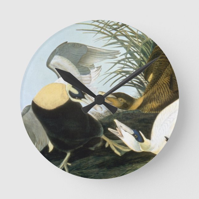 Horloge Ronde Audubon : Eider Duck (Recto)