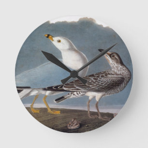 Horloge Ronde Audubon : Mouette Anneau-Affichée