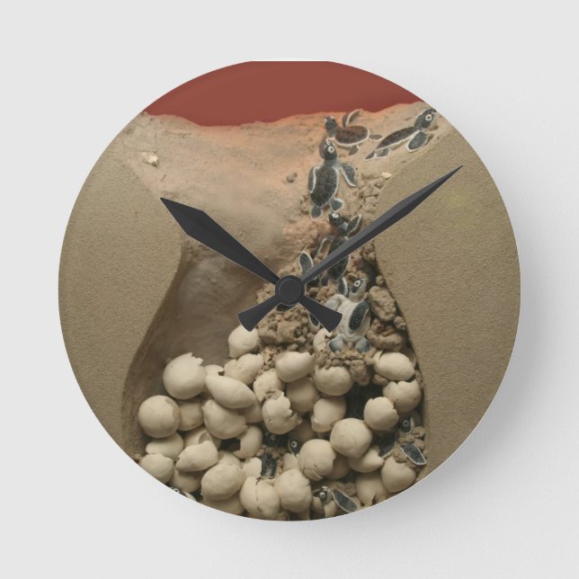 Horloge Ronde Baby Turtle Hatching (Recto)