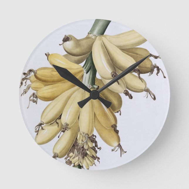 Horloge Ronde Banane, 1816 (Recto)