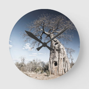 Horloge Ronde Baobab Tree at Mana Pools National Park, Zimbabwe
