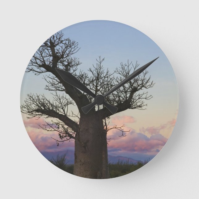 Horloge Ronde Baobab trees, Berenty, Toliara, Madagascar (Recto)
