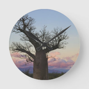 Horloge Ronde Baobab trees, Berenty, Toliara, Madagascar