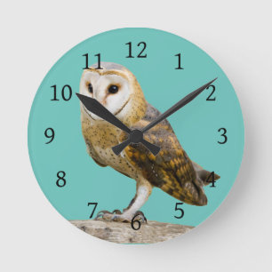 Horloge Ronde Barn Owl