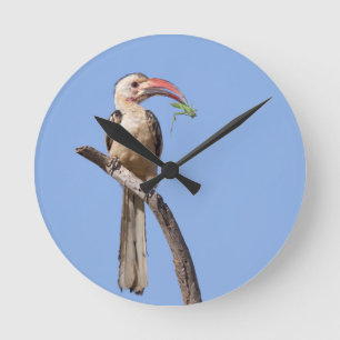 Horloge Ronde Bécasseau à bec rouge