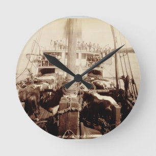 Horloge Ronde Bétail d'expédition sur "W.G. Hall", Hawaï, 1890s