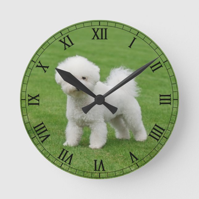 Horloge Ronde Bichon Frise (Recto)