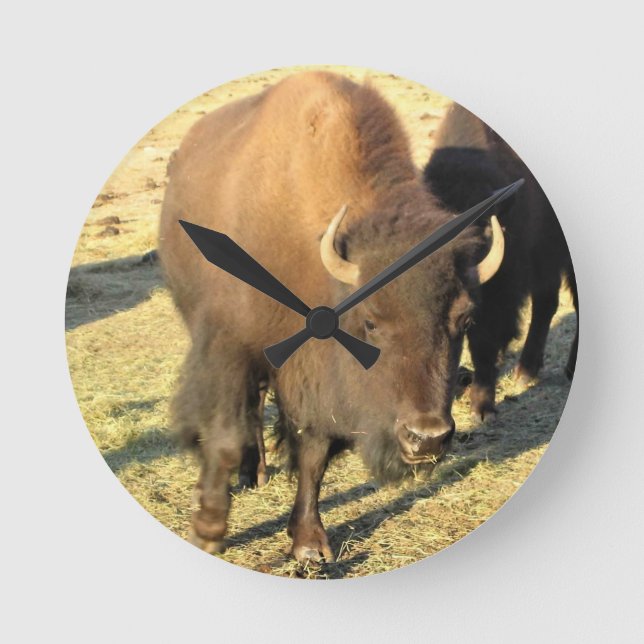 Horloge Ronde Bison dans le Colorado (Recto)