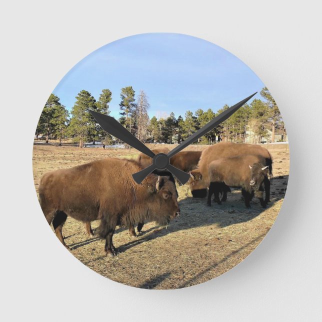 Horloge Ronde Bisons dans le Colorado (Recto)