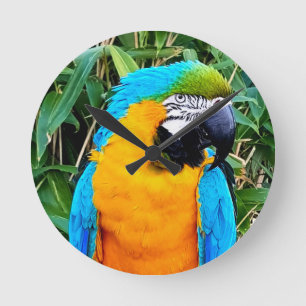 Horloge Ronde Blue and Yellow Macaw Parrot