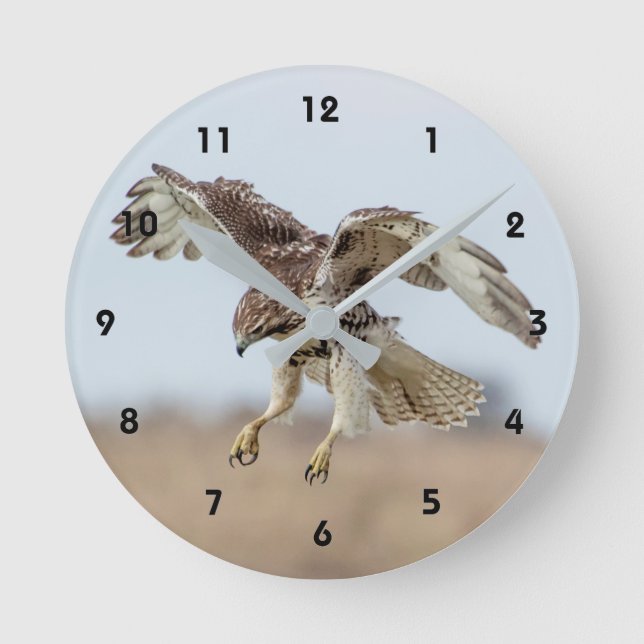 Horloge Ronde Buse à queue rouge immature (Recto)