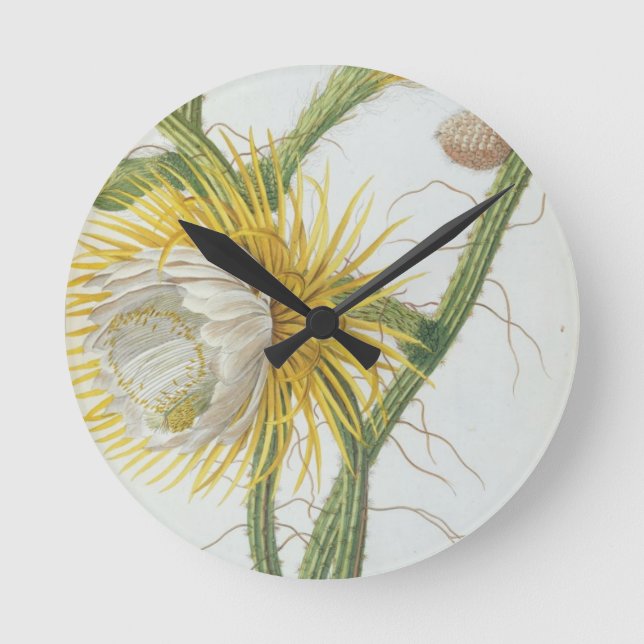 Horloge Ronde Cactus : Cereus, de 'Plantae Selectae' de Trew 175 (Recto)