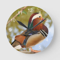 Canard mandarin