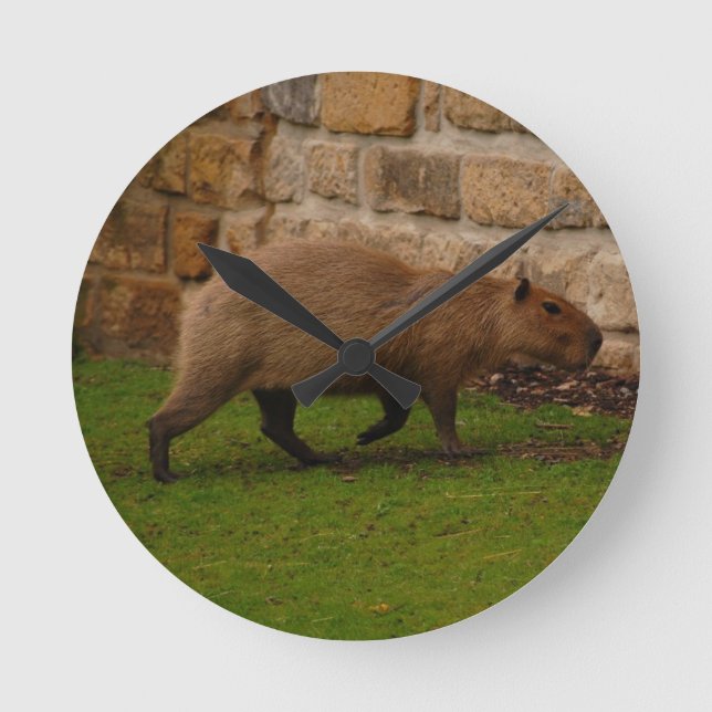 Horloge Ronde capybara (Recto)