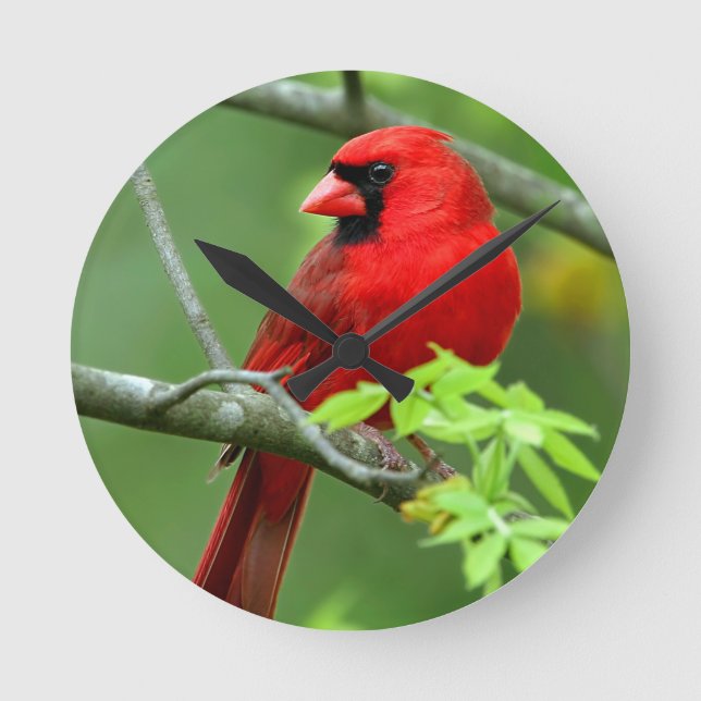 Horloge Ronde Cardinals de Northern (Recto)