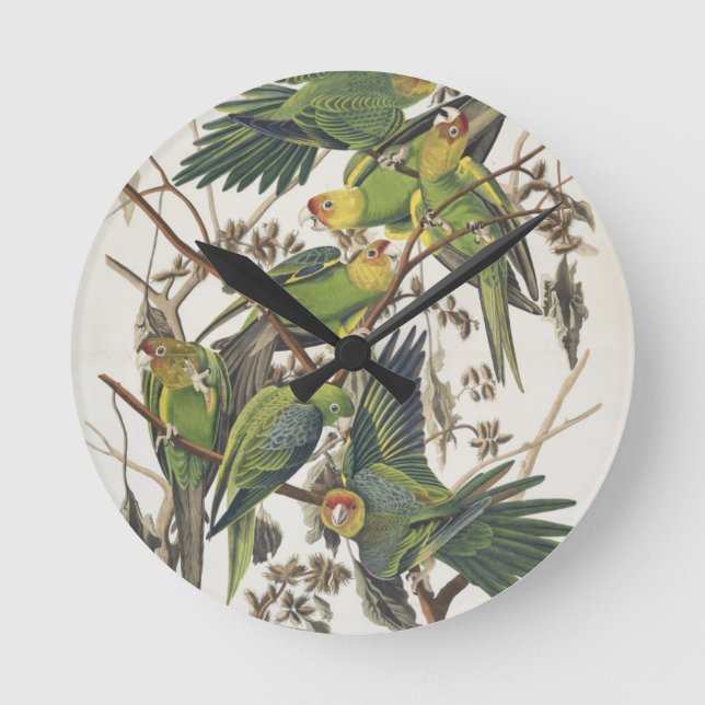 Horloge Ronde Carolina Parakeet, de 'Birds of America', 1829 (Recto)