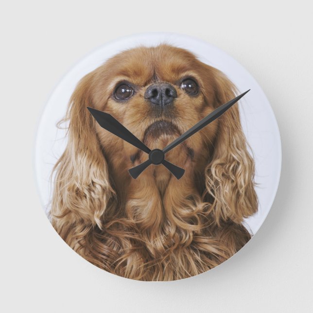 Horloge Ronde Cavalier King Charles Spaniel à la recherche (Recto)