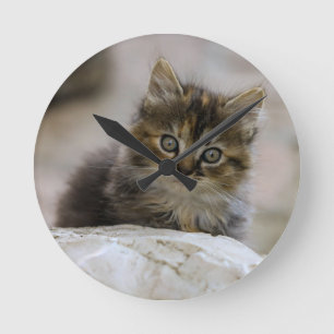 Horloge Ronde Chat, chat domestique, animal