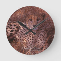 Cheetah Stare