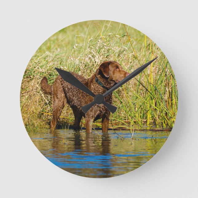 Horloge Ronde Chesapeake Bay Retriever Hunting Dog Wall Clock (Recto)