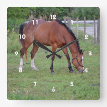 cheval brun et blanc pâturant équin animal