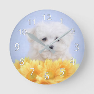 Horloge Ronde Chien maltais