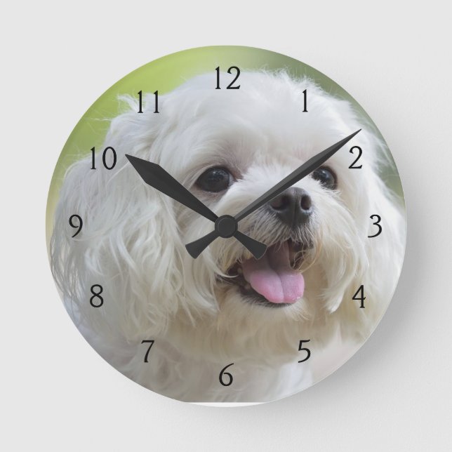 Horloge Ronde Chien maltais blanc (Recto)