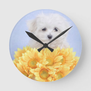 Horloge Ronde Chiot maltais