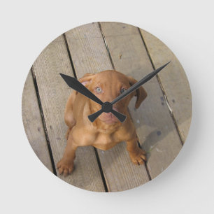 Horloge Ronde chiot vizsla