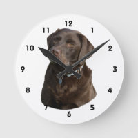 Chocolate Labrador dog photo