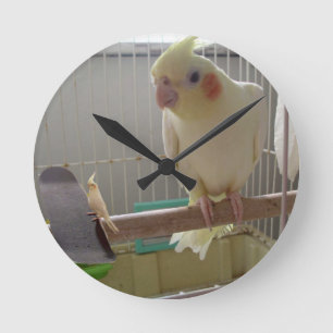 Horloge Ronde Cockatiel Fun