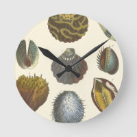 Collection de conchyliologie