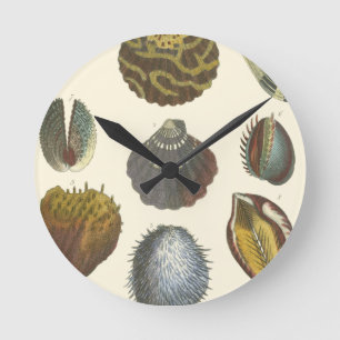 Horloge Ronde Collection de conchyliologie