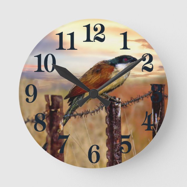 Horloge Ronde Coucal de Burchell (Recto)