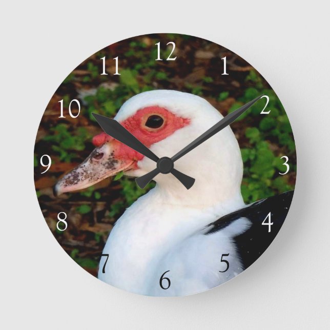 Horloge ronde du canard de muscovy (Recto)