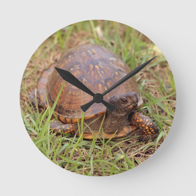 Horloge Ronde Eastern Box Turtle (North Carolina and Tennessee) (Recto)