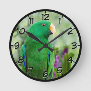 Horloge Ronde Eclectus Parrot Homme