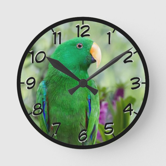 Horloge Ronde Eclectus Parrot Homme (Recto)
