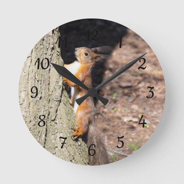Horloge Ronde Écureuil rouge mignon sur l'arbre poster lancer l' (Recto)